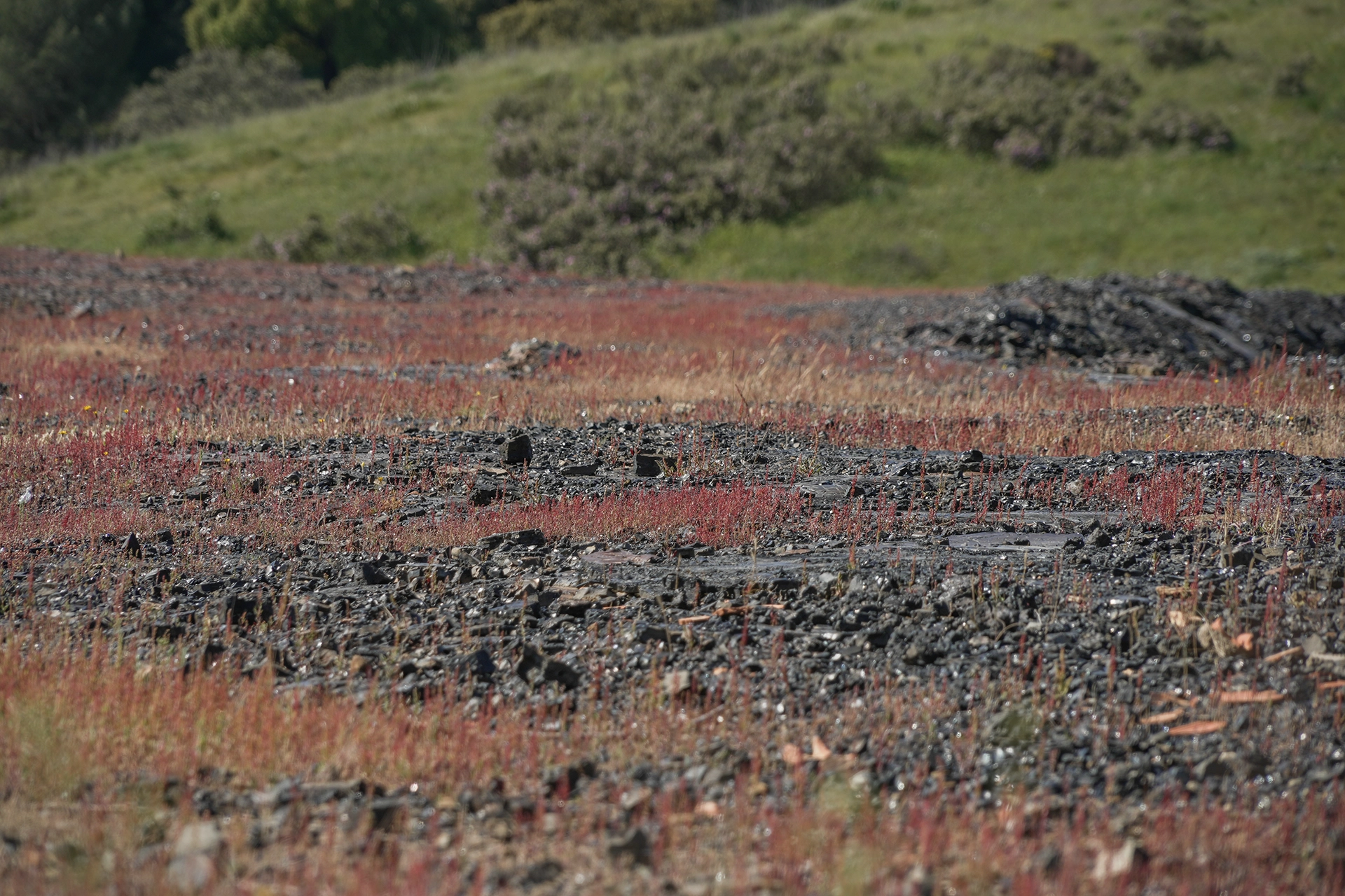 Tonalidad oscura de los suelos alterados por la minería