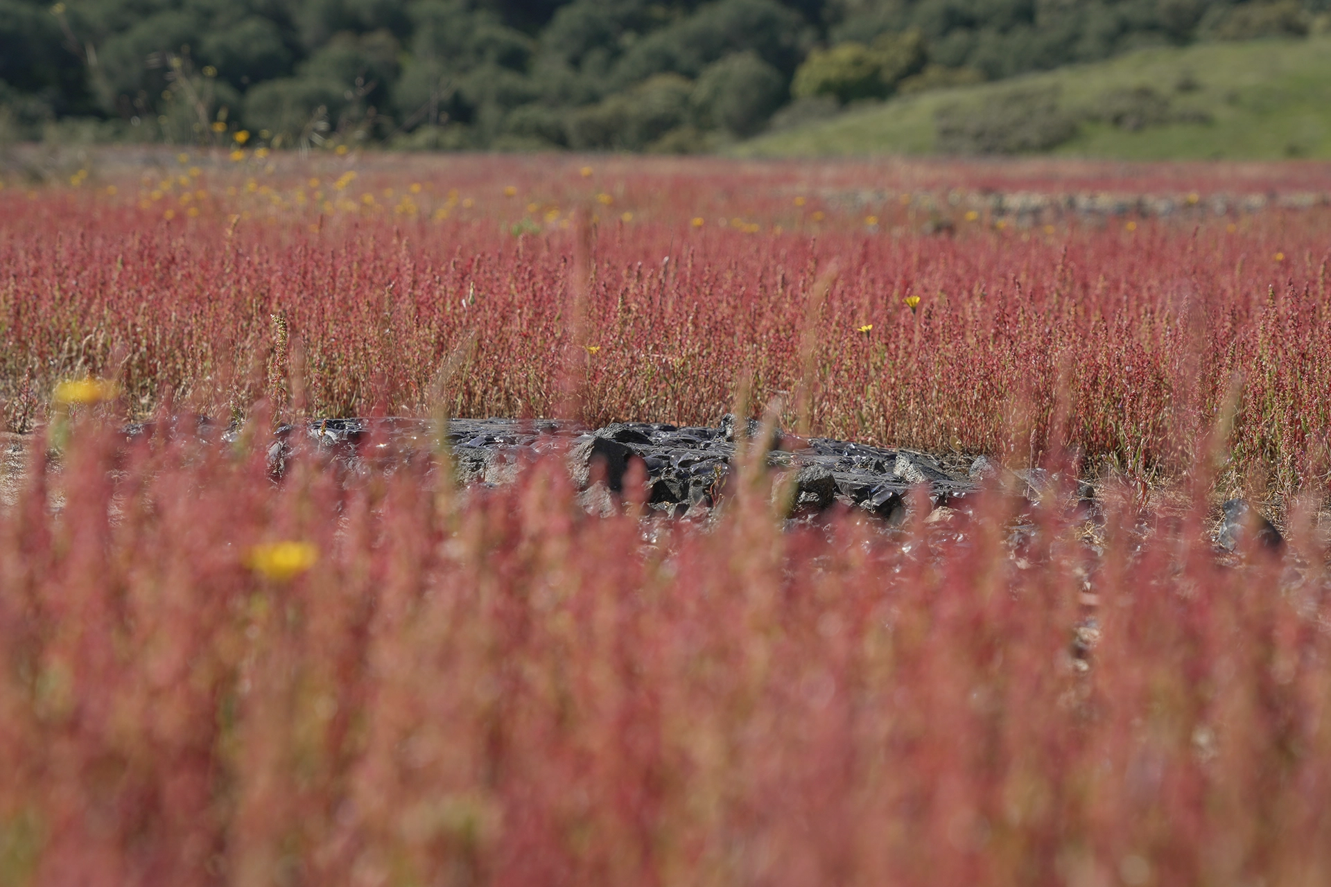 Vegetación abriéndose paso sobre los estériles mineros